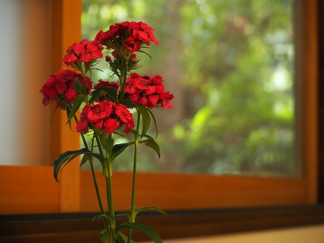 P5265154.JPG